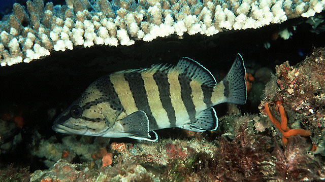 Acanthistius cinctus